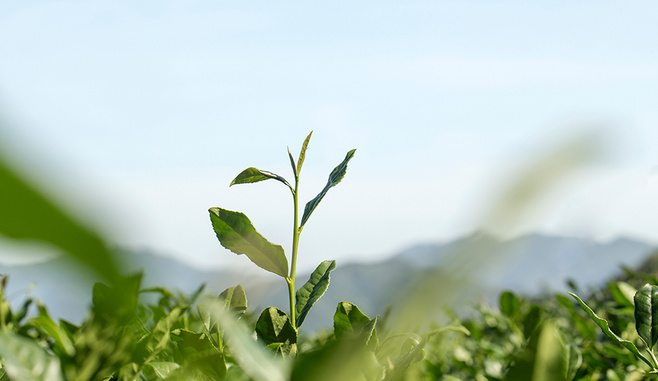 1498271032933019.jpg 1e13392d7788d5f36116fdf31bc42c4e785c5f433f6e6-Gl8FoC_fw658.jpg